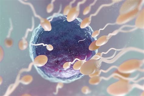 combien de temps survit un spermatozoïde|Spermatozoïdes : quelle est leur durée de vie